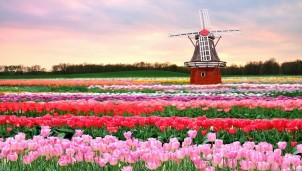 'Lạc lối' giữa thiên đường hoa Tulip 'Lạc lối' giữa thiên đường hoa Tulip