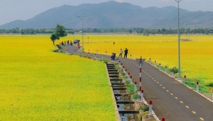 Mục sở thị cánh đồng lúa vàng đang 'gây sốt' ở Vũng Tàu Mục sở thị cánh đồng lúa vàng đang 'gây sốt' ở Vũng Tàu