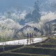 'Cao nguyên trắng' Bắc Hà vào mùa hoa mận